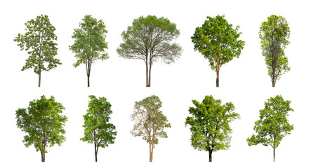 Collection of green trees isolated on transparent background. for easy selection of designs. - Powered by Adobe