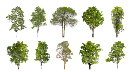 Collection of green trees isolated on transparent background. for easy selection of designs.