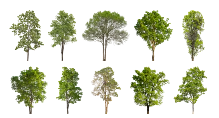 Dekokissen Collection of green trees isolated on transparent background. for easy selection of designs. © Sarawut