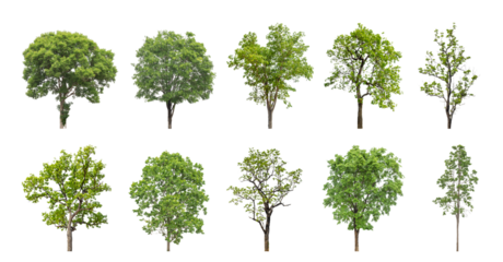 Collection of green trees isolated on transparent background. for easy selection of designs.