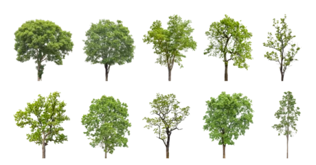 Foto op Aluminium Collection of green trees isolated on transparent background. for easy selection of designs. © Sarawut