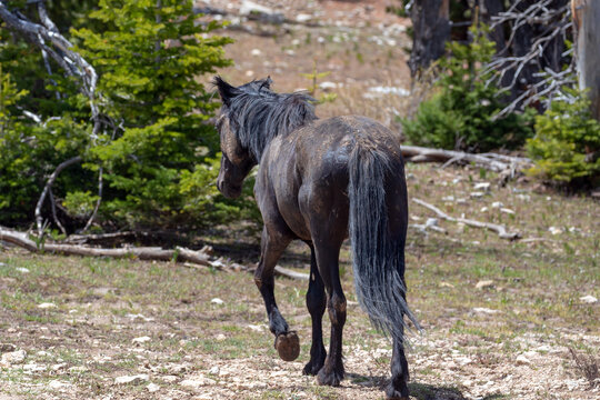 Dirt covered Black stallion wild horse in the western United States