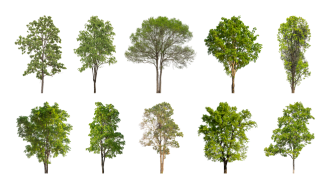 Collection of green trees isolated on transparent background. for easy selection of designs.