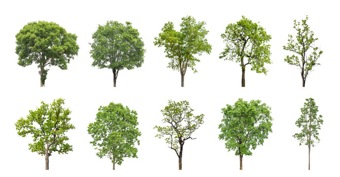 Fototapeta Collection of green trees isolated on transparent background. for easy selection of designs.