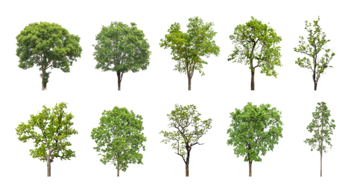 Collection of green trees isolated on transparent background. for easy selection of designs.
