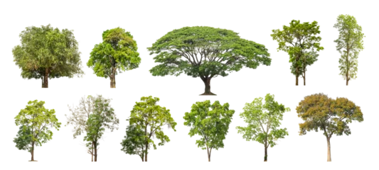 Fotobehang Collection of green trees isolated on transparent background. for easy selection of designs. © Sarawut