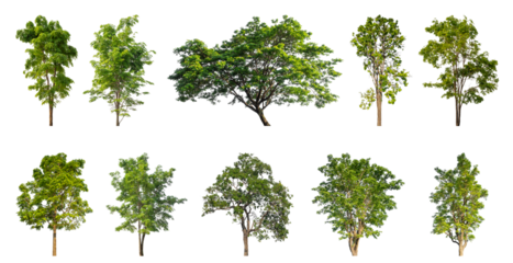Collection of green trees isolated on transparent background. for easy selection of designs.