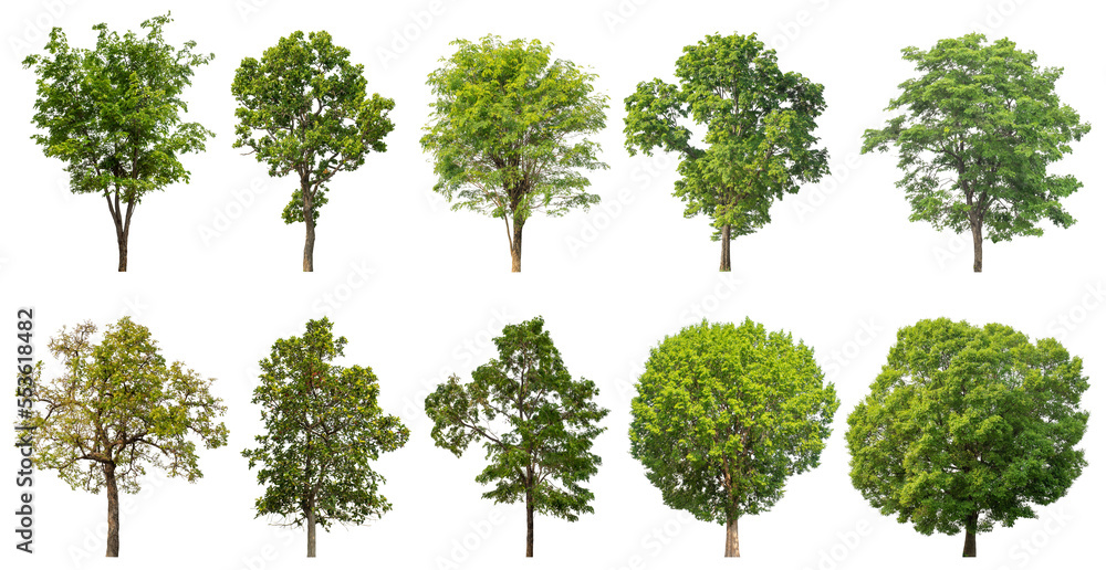Aufkleber collection of green trees isolated on transparent background. for easy selection of designs.