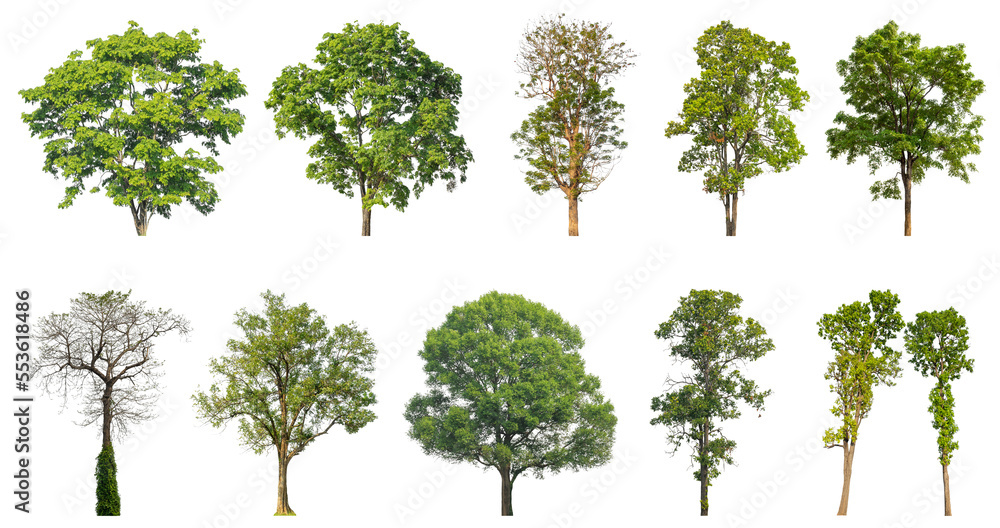 Poster collection of green trees isolated on transparent background. for easy selection of designs.