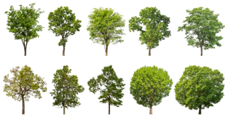 Gardinen Collection of green trees isolated on transparent background. for easy selection of designs. © Sarawut