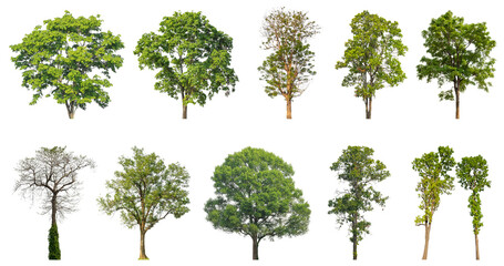 Collection of green trees isolated on transparent background. for easy selection of designs.