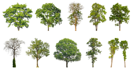 Collection of green trees isolated on transparent background. for easy selection of designs.