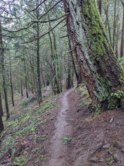 Fototapeta na wymiar Image of trails in Iron Mountain Park