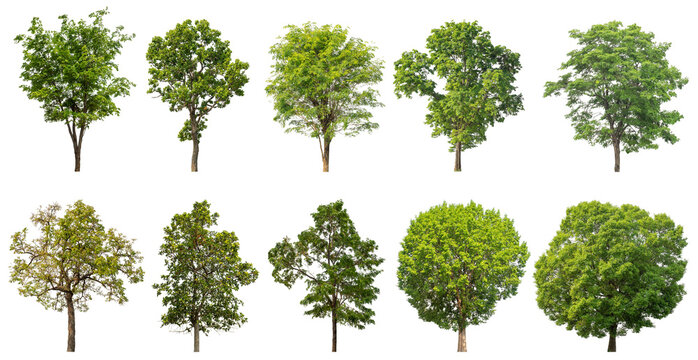 Fototapeta Collection of green trees isolated on transparent background. for easy selection of designs.
