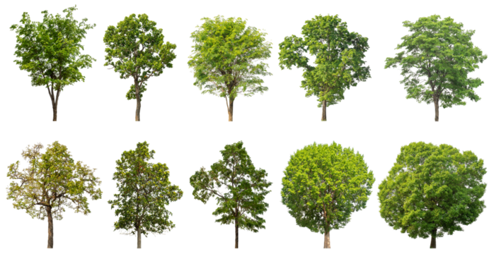 Collection of green trees isolated on transparent background. for easy selection of designs.
