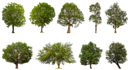 Collection of green trees isolated on transparent background. for easy selection of designs.