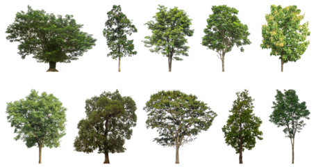 Collection of green trees isolated on transparent background. for easy selection of designs.
