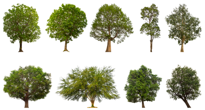Collection of green trees isolated on transparent background. for easy selection of designs.