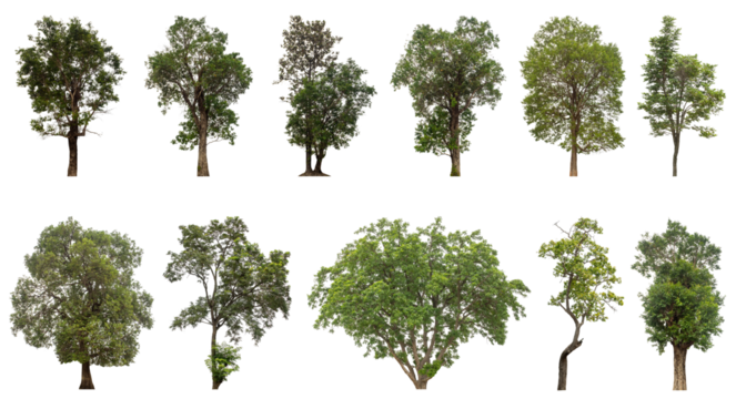 Collection of green trees isolated on transparent background. for easy selection of designs.