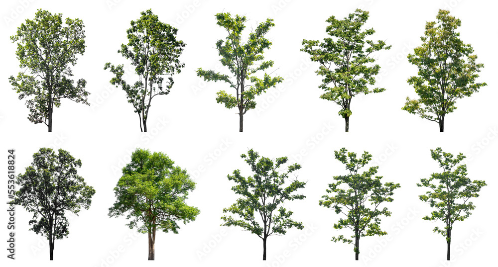 Poster Collection of green trees isolated on transparent background. for easy selection of designs.