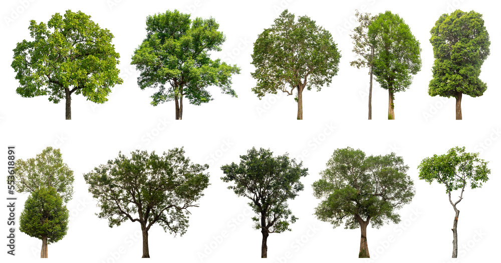 Poster collection of green trees isolated on transparent background. for easy selection of designs.