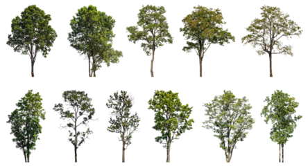 Collection of green trees isolated on transparent background. for easy selection of designs.