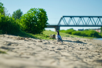 pigeon
