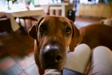 dog