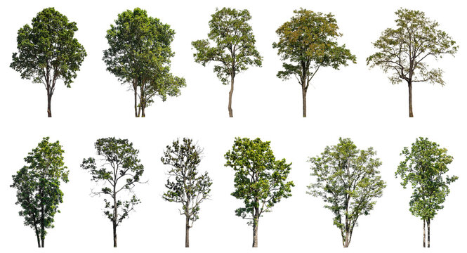 Collection of green trees isolated on transparent background. for easy selection of designs.