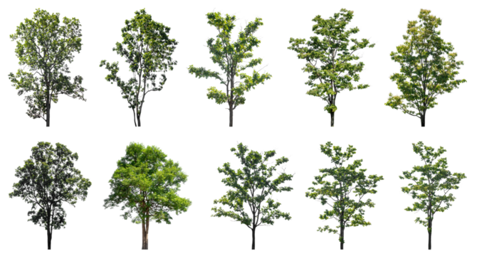 Collection of green trees isolated on transparent background. for easy selection of designs.