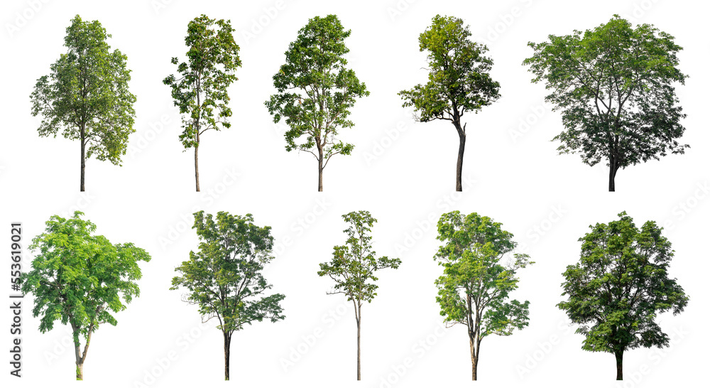 Poster Collection of green trees isolated on transparent background. for easy selection of designs.