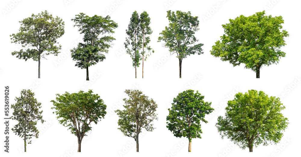 Poster collection of green trees isolated on transparent background. for easy selection of designs.
