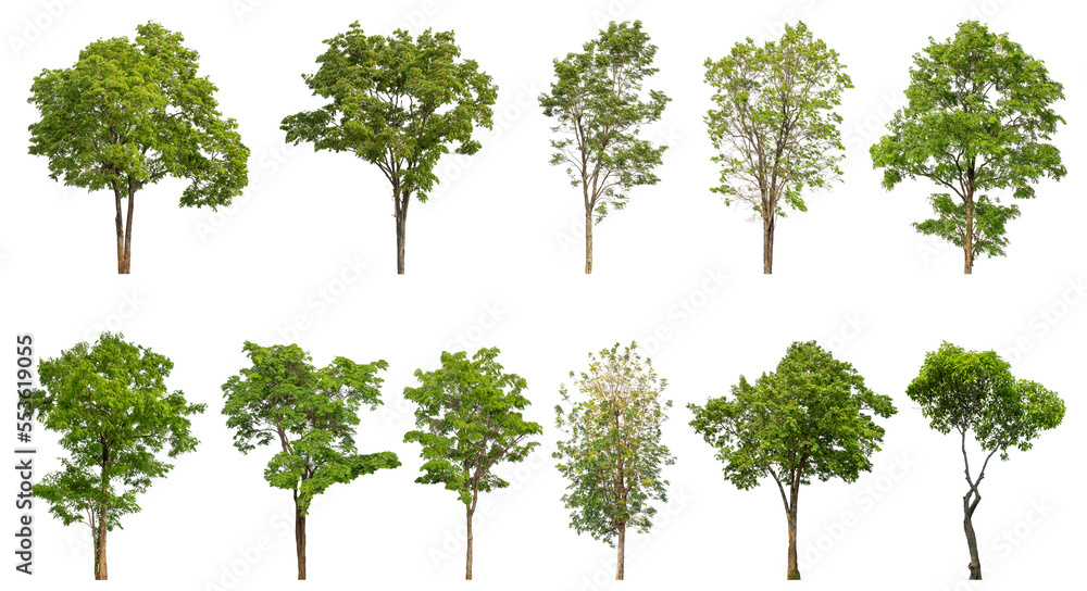 Aufkleber collection of green trees isolated on transparent background. for easy selection of designs.
