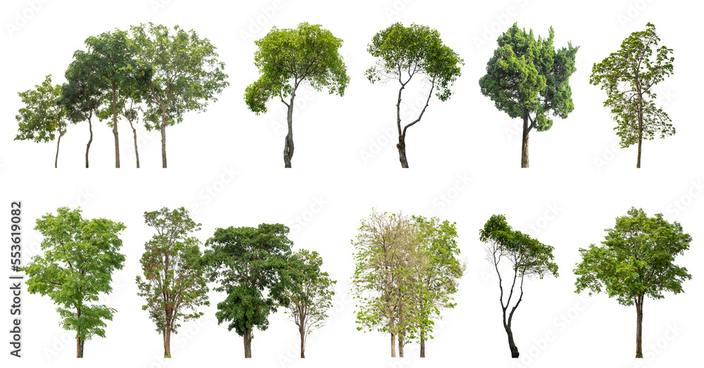 Poster Collection of green trees isolated on transparent background. for easy selection of designs.