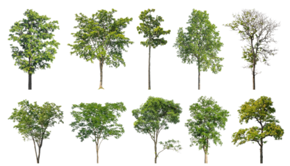 Collection of green trees isolated on transparent background. for easy selection of designs.