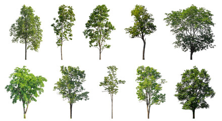 Collection of green trees isolated on transparent background. for easy selection of designs.