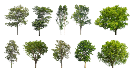 Collection of green trees isolated on transparent background. for easy selection of designs.