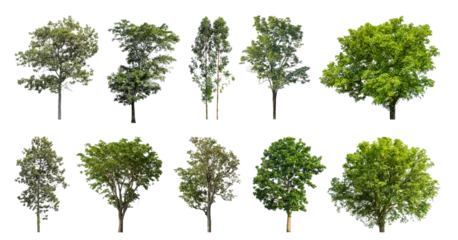 Gordijnen Collection of green trees isolated on transparent background. for easy selection of designs. © Sarawut