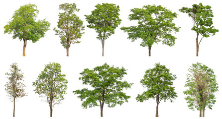 Collection of green trees isolated on transparent background. for easy selection of designs.