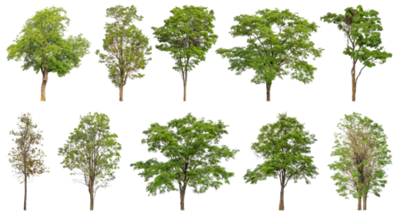 Collection of green trees isolated on transparent background. for easy selection of designs.