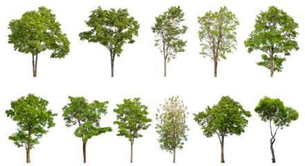 Collection of green trees isolated on transparent background. for easy selection of designs.