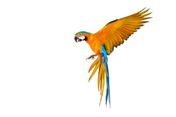 Colorful Blue and gold macaw parrot flying isolated on transparent background.