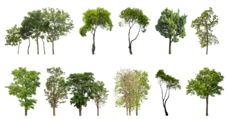 Collection of green trees isolated on transparent background. for easy selection of designs.