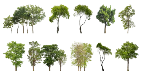 Fototapeten Collection of green trees isolated on transparent background. for easy selection of designs. © Sarawut