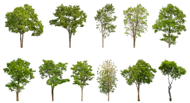 Collection of green trees isolated on transparent background. for easy selection of designs.