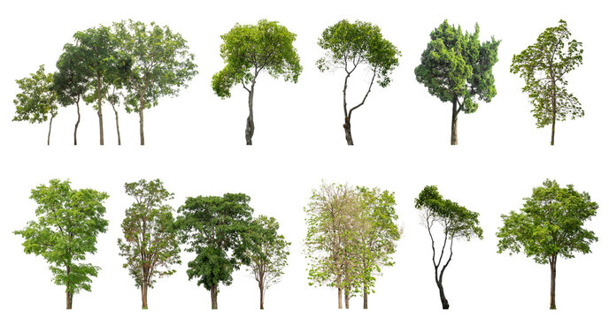 Collection of green trees isolated on transparent background. for easy selection of designs.
