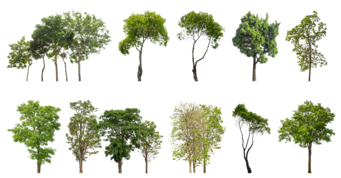 Collection of green trees isolated on transparent background. for easy selection of designs.
