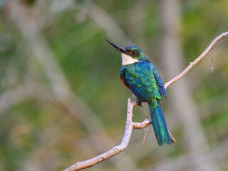 Rufous-tailed jacamar bird sitting on the branch on green background
