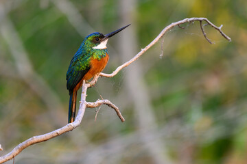 Rufous-tailed jacamar bird sitting on the branch on green background