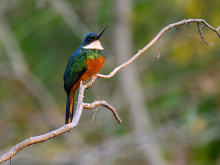 Rufous-tailed jacamar bird sitting on the branch on green background